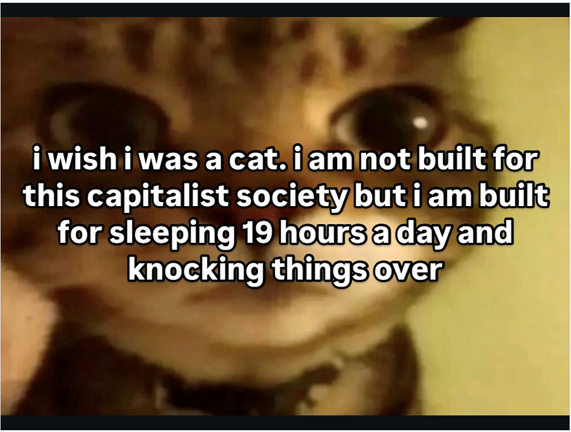 i wish i was a cat. i am not built for this capitalist society but i am built for sleeping 19 hours a day and knocking things over