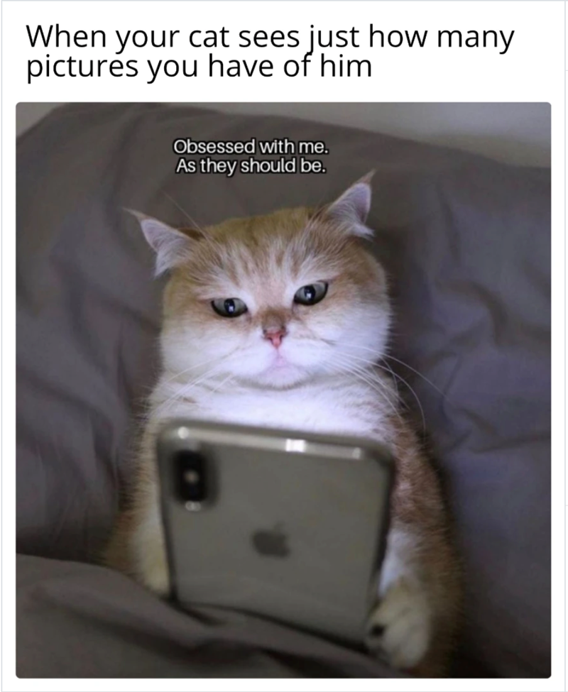 When your cat sees just how many pictures you have of him Obsessed with me. As they should be.