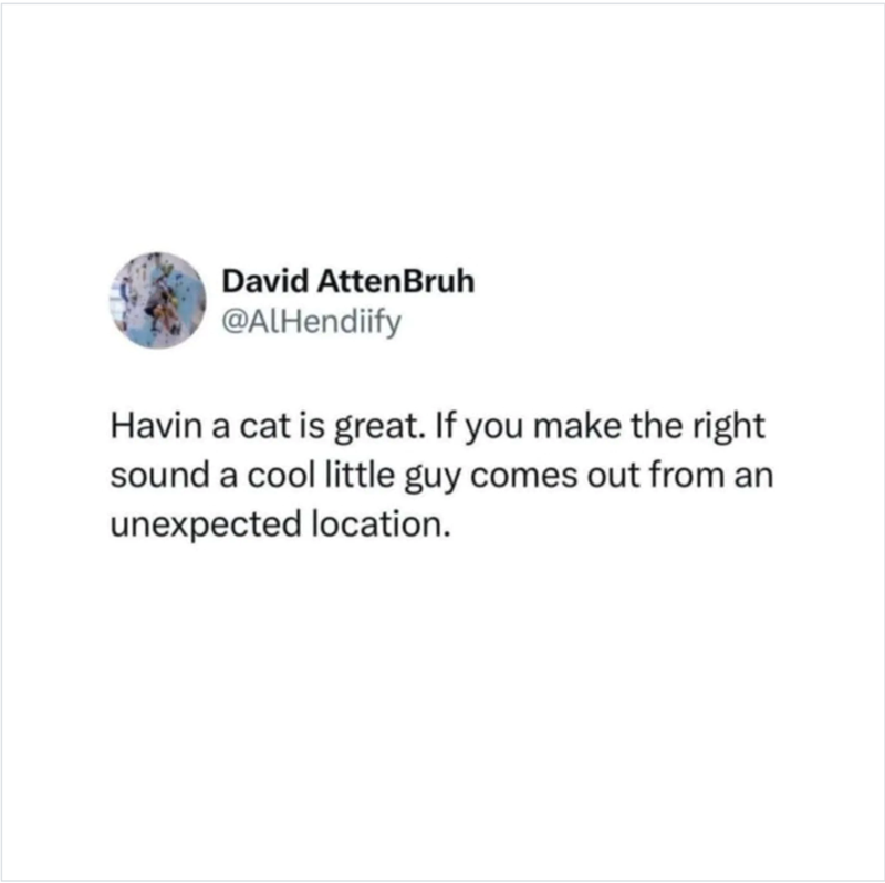 David AttenBruh @AlHendiify Havin a cat is great. If you make the right sound a cool little guy comes out from an unexpected location.
