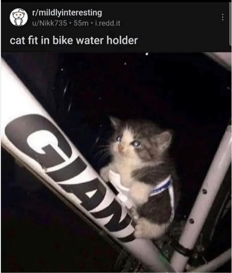 r/mildlyinteresting u/Nikk735.55m.i.redd.it cat fit in bike water holder GIAN