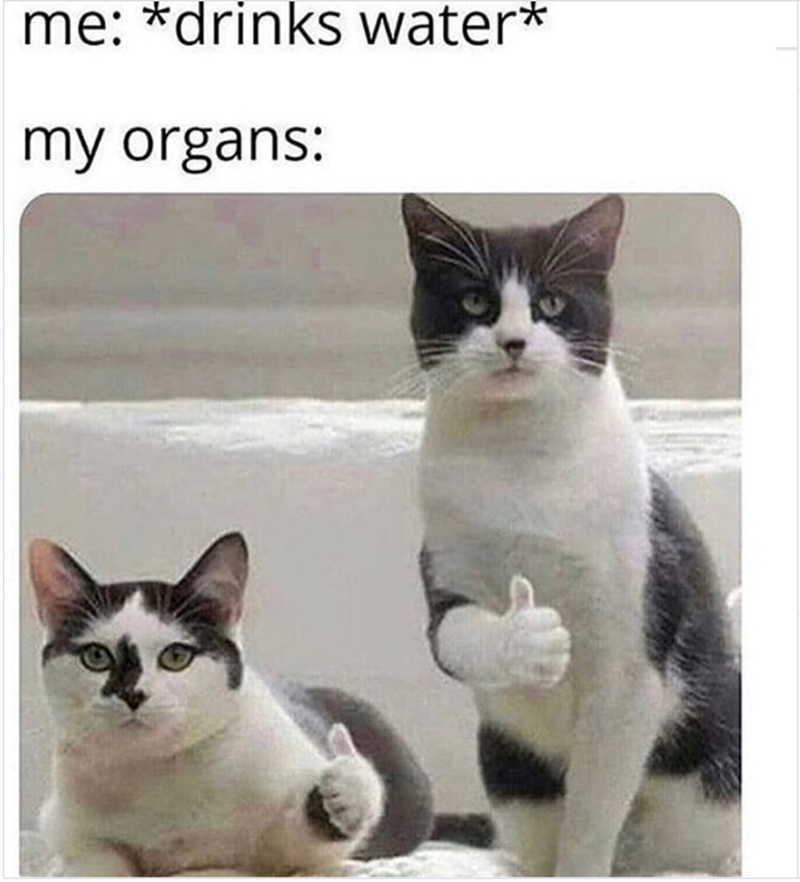me: *drinks water* my organs: