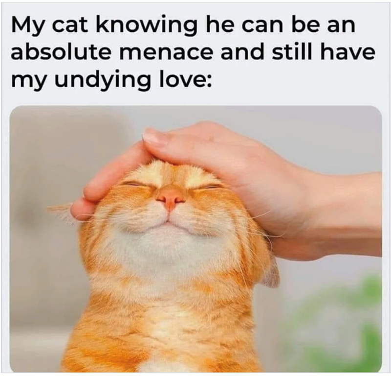 My cat knowing he can be an absolute menace and still have my undying love: