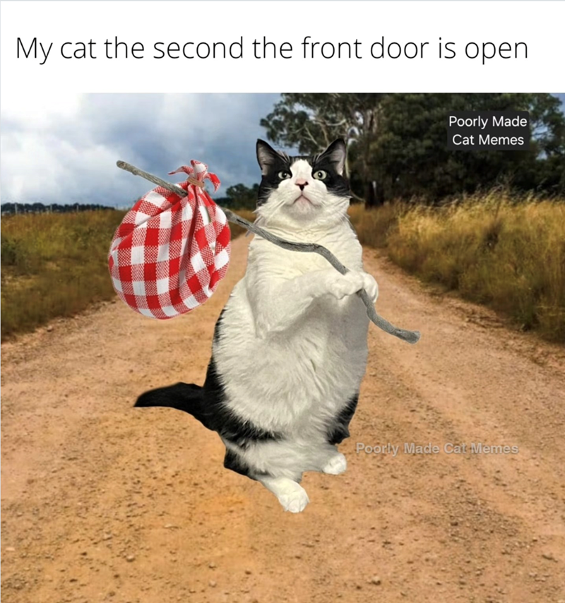 My cat the second the front door is open Poorly Made Cat Memes Poorly Made Cat Memes