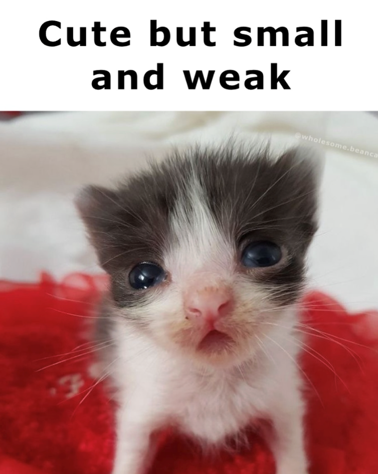 Cute but small and weak @wholesome.beanca