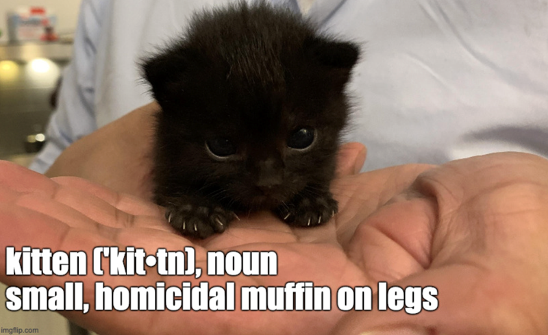 kitten ('kit-tn), noun small, homicidal muffin on legs imgflip.com