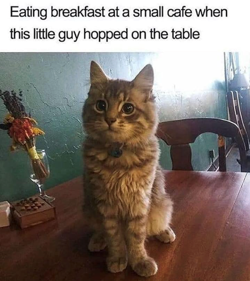 Eating breakfast at a small cafe when this little guy hopped on the table