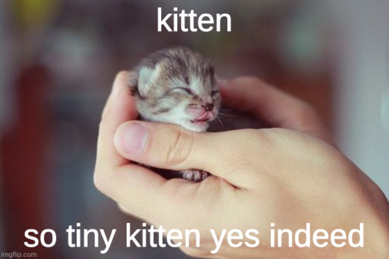 kitten so tiny kitten yes indeed imgflip.com