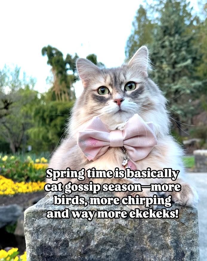 Spring time is basically cat gossip season-more birds, more chirping and way more ekekeks!