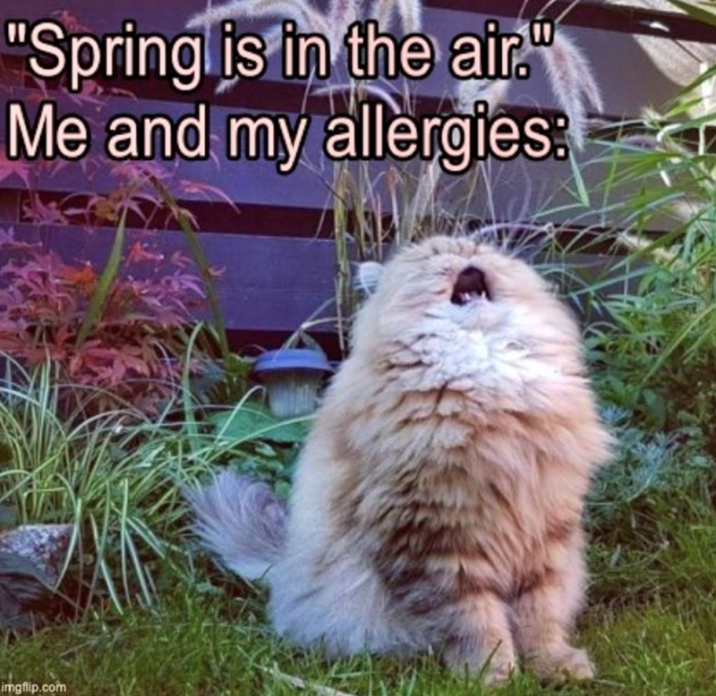"Spring is in the air." Me and my allergies: imgflip.com
