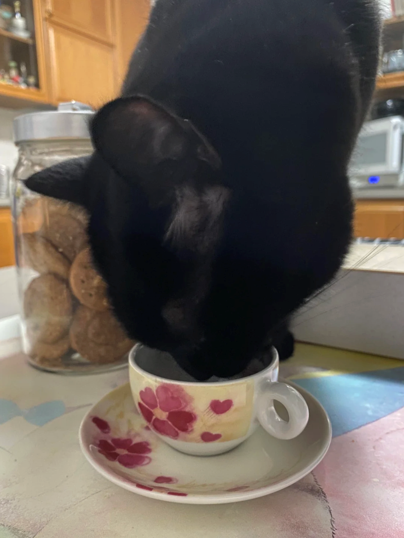 Cheezburger Image 10615164416