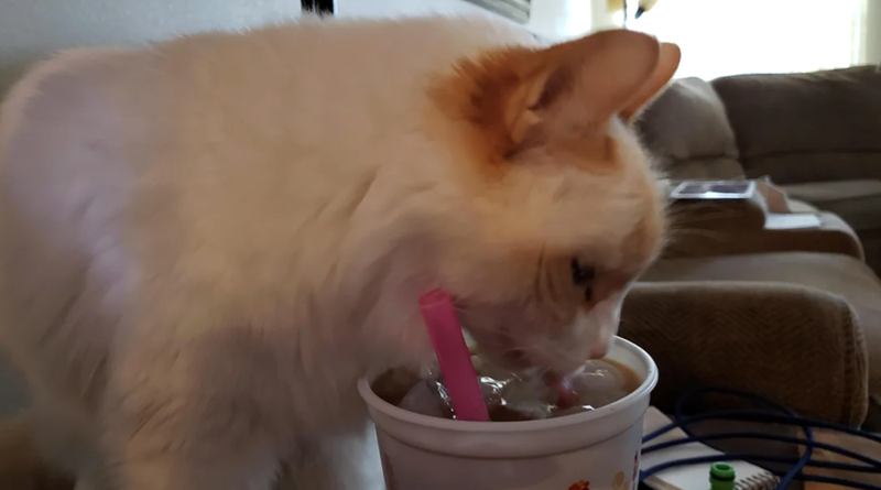 Cheezburger Image 10615164672