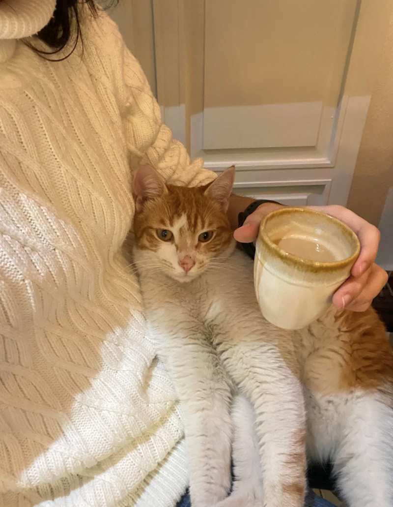 Cheezburger Image 10615164928