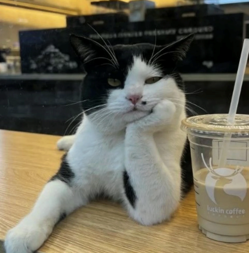 VESTY CHOVED luckin coffee