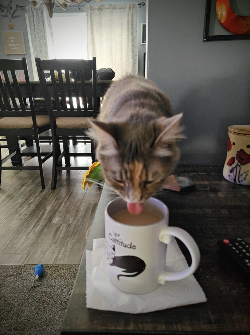 LETS GO BRANDON #FJB Cattitude