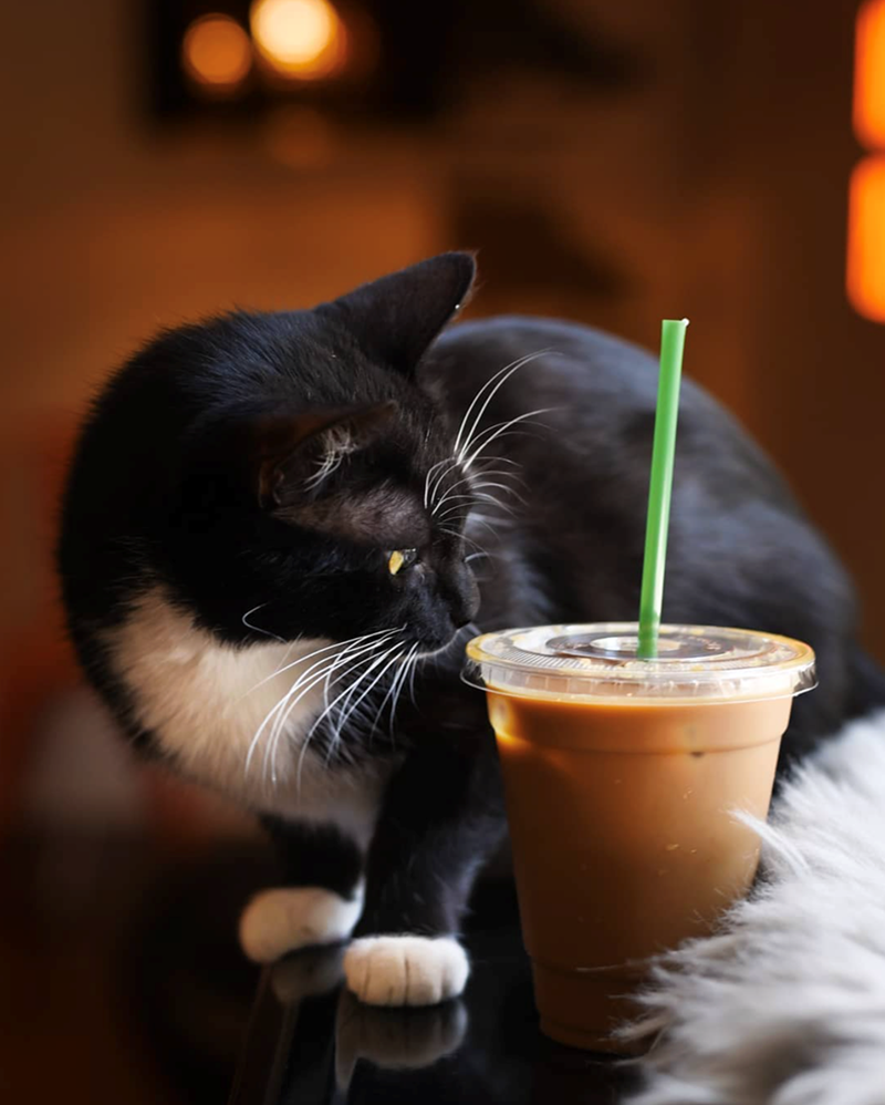 Cheezburger Image 10615166208