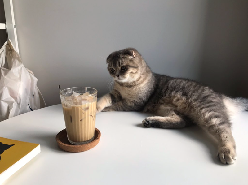 Cheezburger Image 10615168256