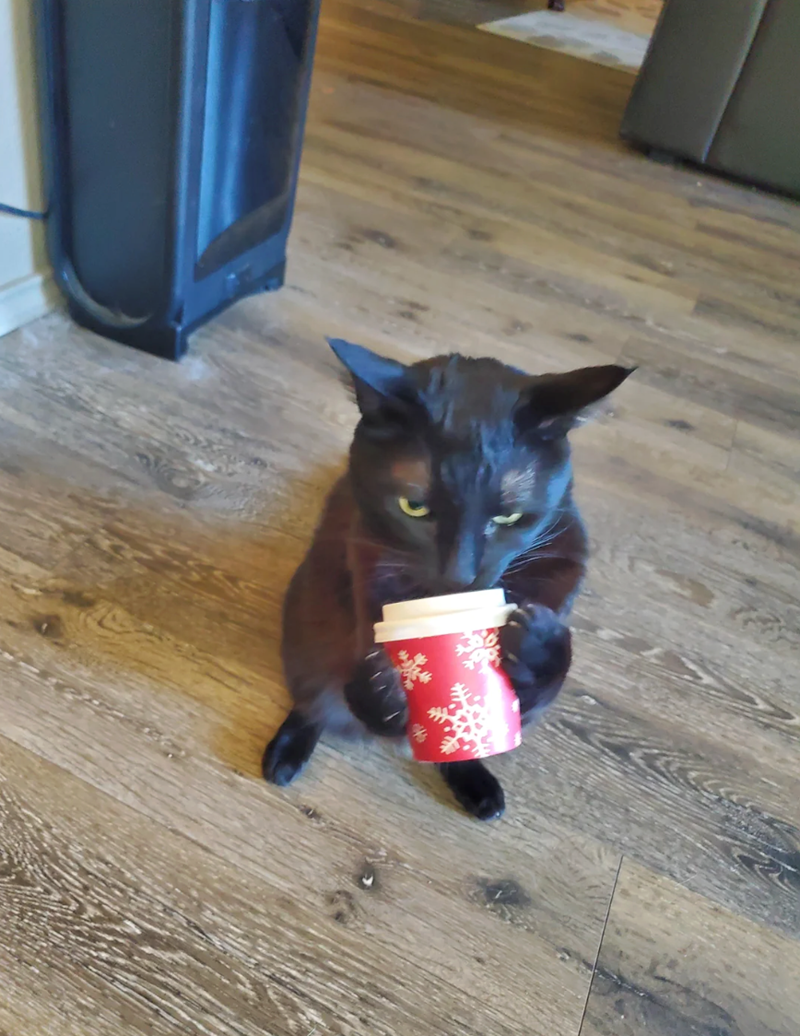 Cheezburger Image 10615169024