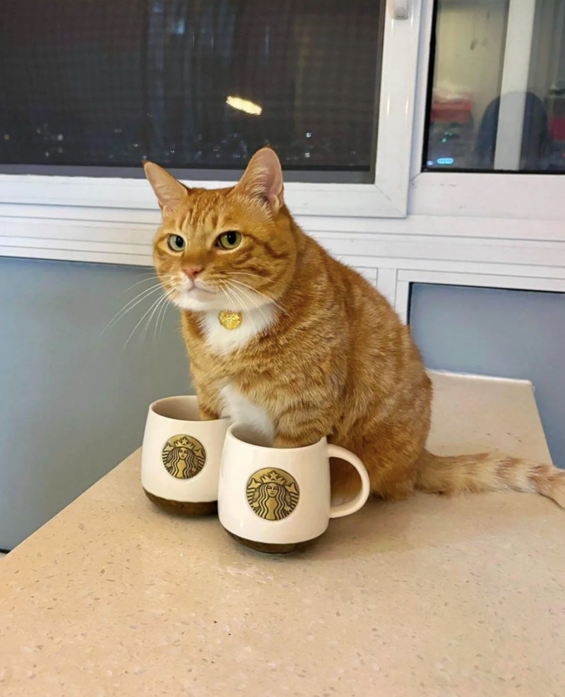 Cheezburger Image 10615169280