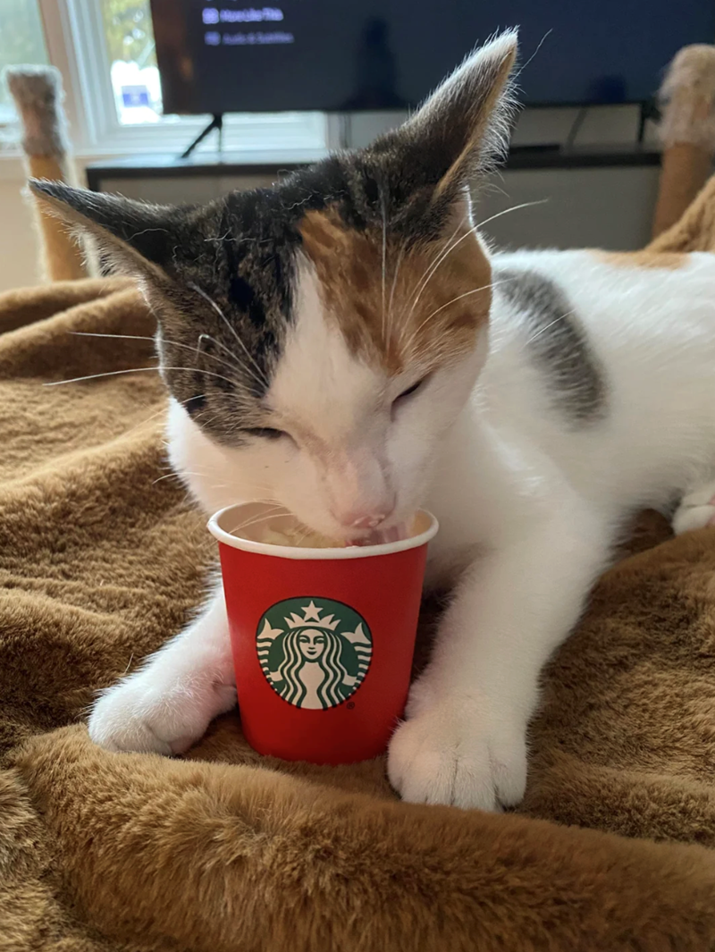 Cheezburger Image 10615169536