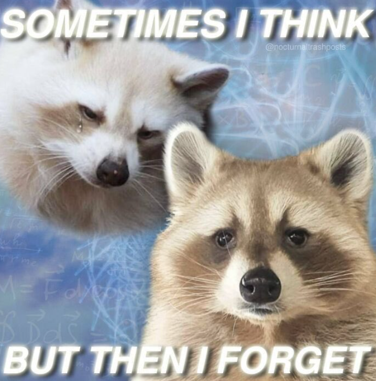 SOMETIMES I THINK @nocturnaltrashposts wh Trme M= Fayy BUT THEN FORGET