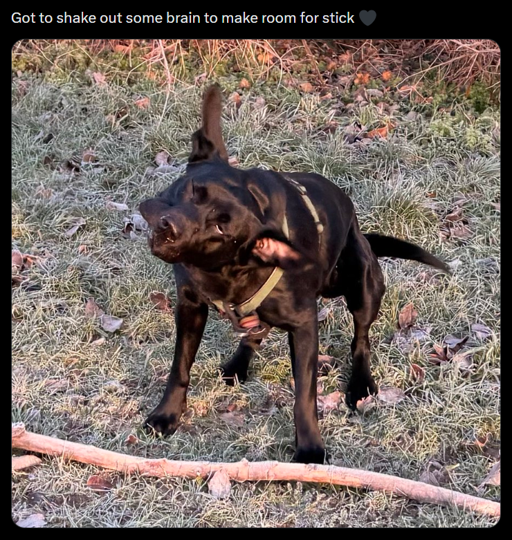 Got to shake out some brain to make room for stick