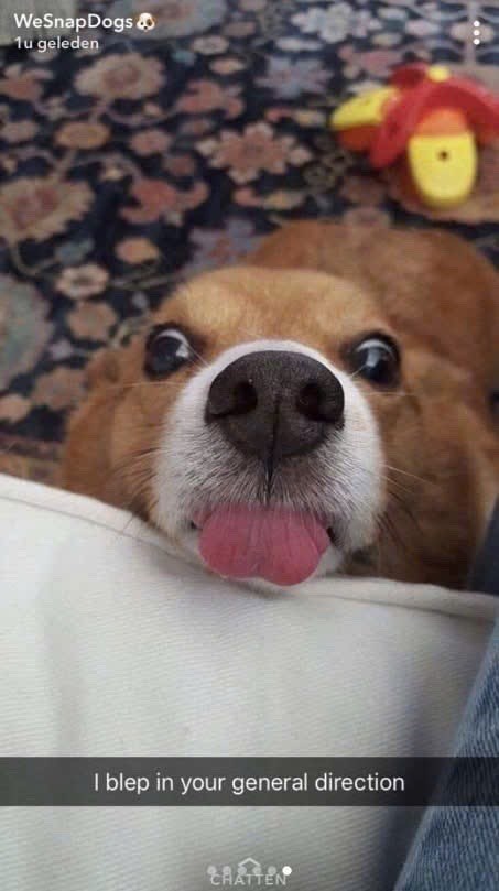WeSnapDogs & 1u geleden I blep in your general direction CHATTEN