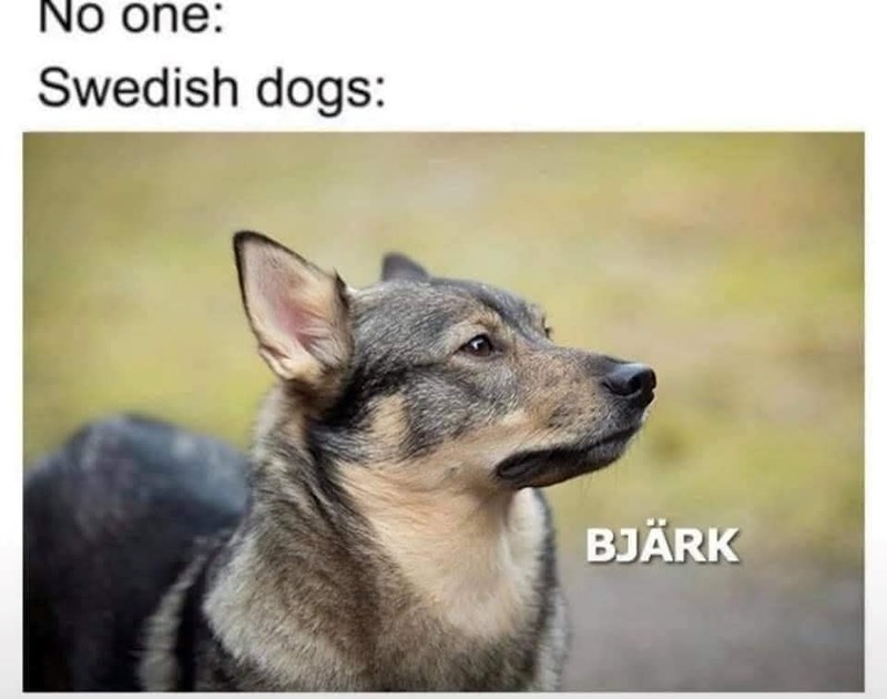No one: Swedish dogs: BJÄRK