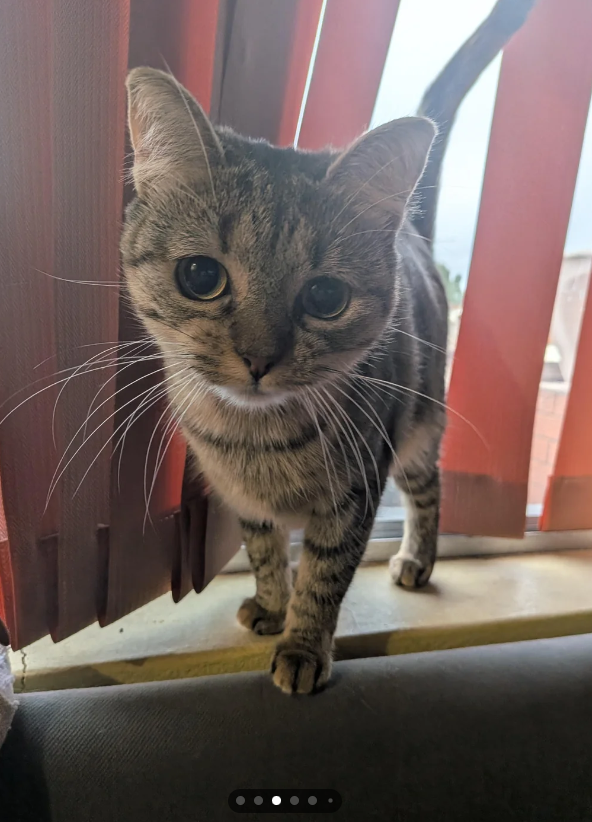 Cheezburger Image 10615207168