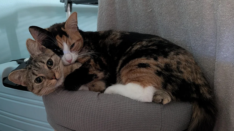 Cheezburger Image 10615208704