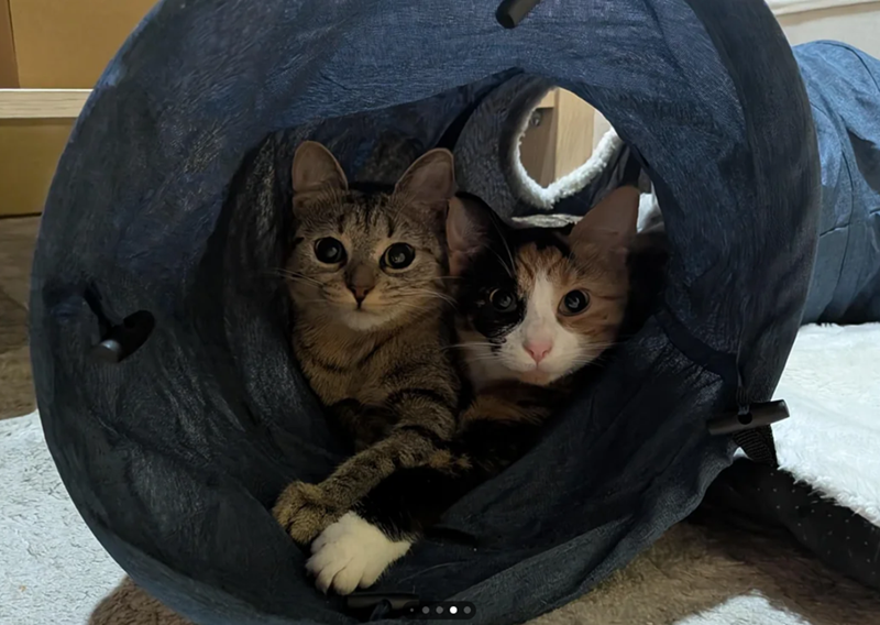 Cheezburger Image 10615209728