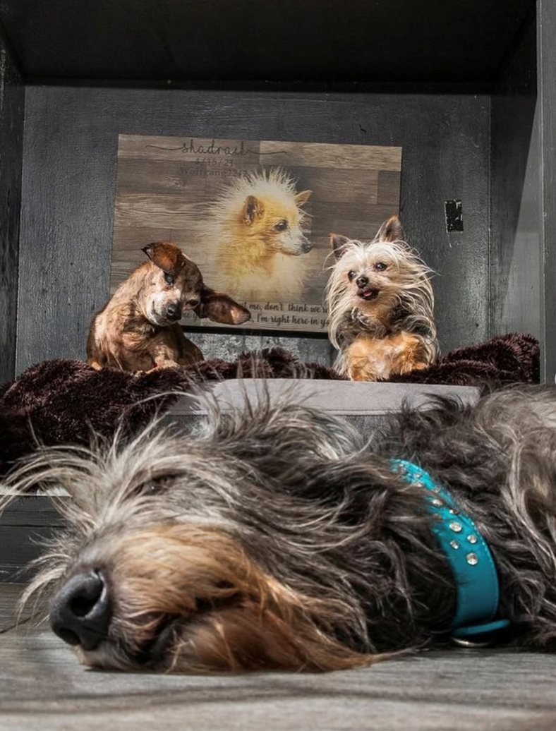 shadrac 1/15/21 Waitgang me, don't think we're I'm right here in ye