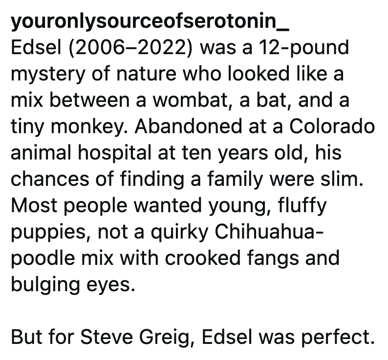 youronlysourceofserotonin_ Edsel (2006-2022) was a 12-pound mystery of nature who looked like a mix between a wombat, a bat, and a tiny monkey. Abandoned at a Colorado animal hospital at ten years old, his chances of finding a family were slim. Most people wanted young, fluffy puppies, not a quirky Chihuahua- poodle mix with crooked fangs and bulging eyes. But for Steve Greig, Edsel was perfect.