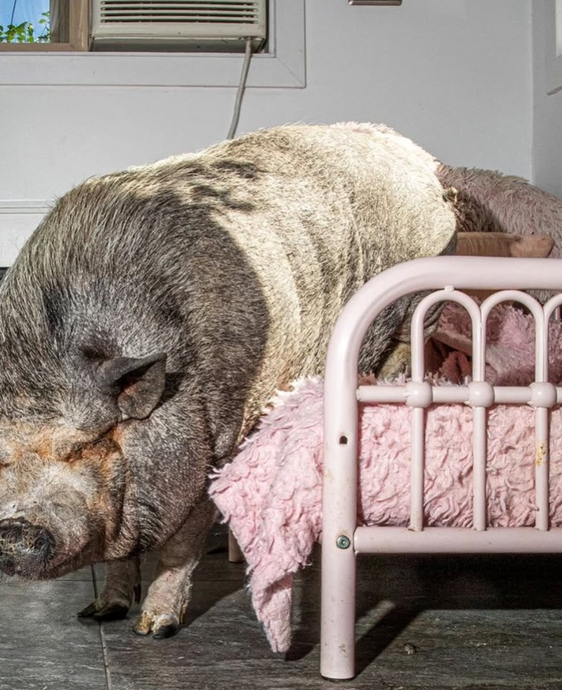 Cheezburger Image 10615224576