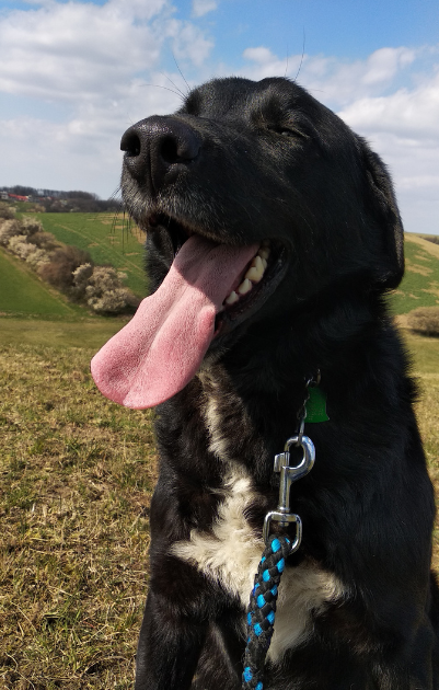 A happy dog with his tongue out, enjoying the outside air.
