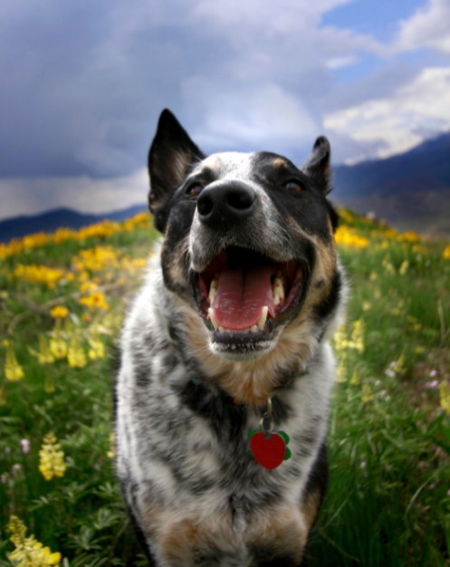 A dog smiling to the camera, standing in a flowery field.