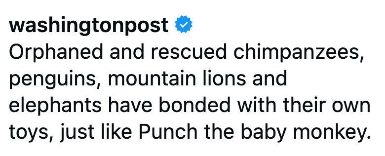 washingtonpost ❤ Orphaned and rescued chimpanzees, penguins, mountain lions and elephants have bonded with their own toys, just like Punch the baby monkey.