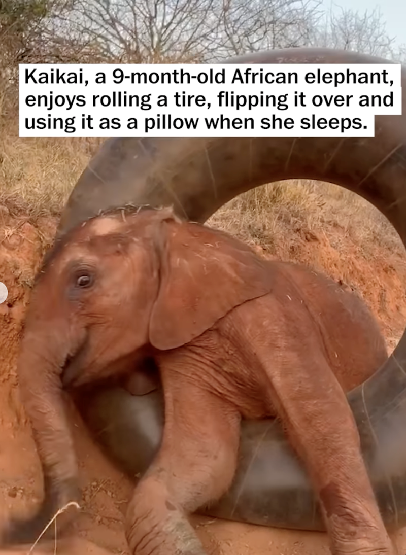 Kaikai, a 9-month-old African elephant, enjoys rolling a tire, flipping it over and using it as a pillow when she sleeps.