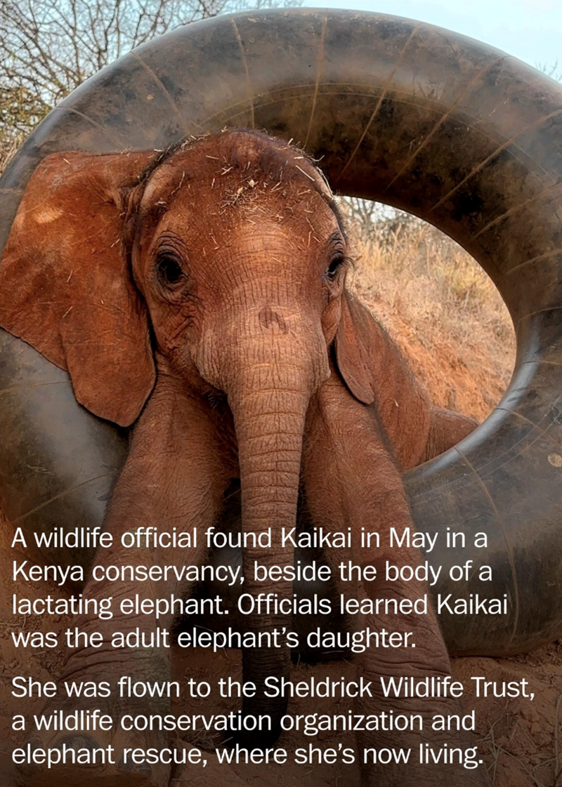 A wildlife official found Kaikai in May in a Kenya conservancy, beside the body of a lactating elephant. Officials learned Kaikai was the adult elephant's daughter. She was flown to the Sheldrick Wildlife Trust, a wildlife conservation organization and elephant rescue, where she's now living.