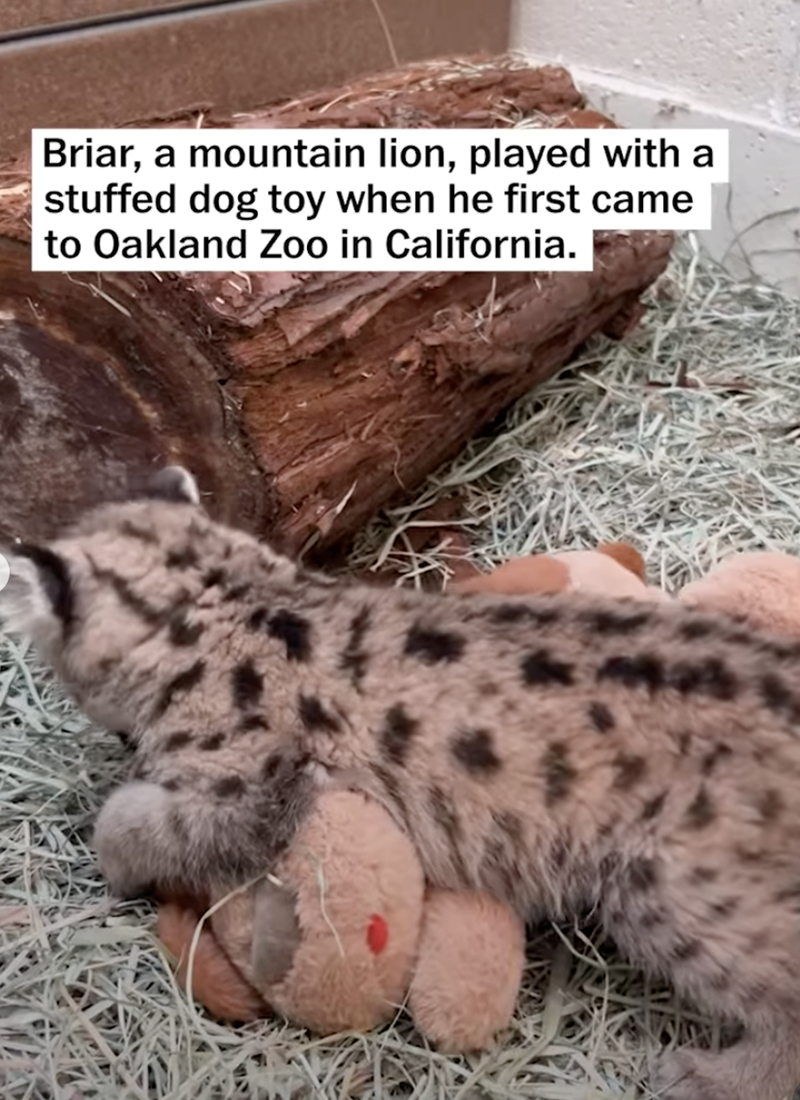 Briar, a mountain lion, played with a stuffed dog toy when he first came to Oakland Zoo in California.