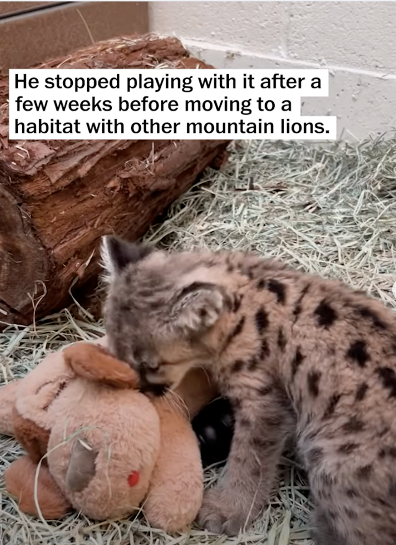 He stopped playing with it after a few weeks before moving to a habitat with other mountain lions.