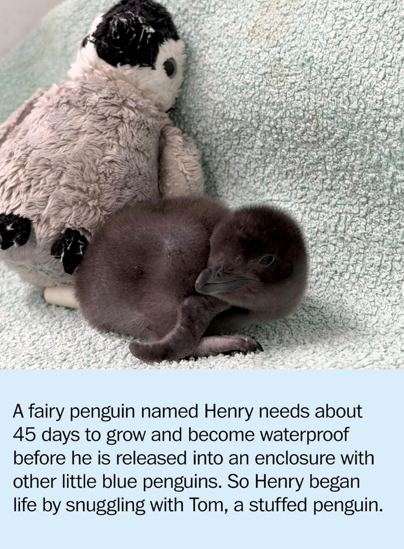 A fairy penguin named Henry needs about 45 days to grow and become waterproof before he is released into an enclosure with other little blue penguins. So Henry began life by snuggling with Tom, a stuffed penguin.