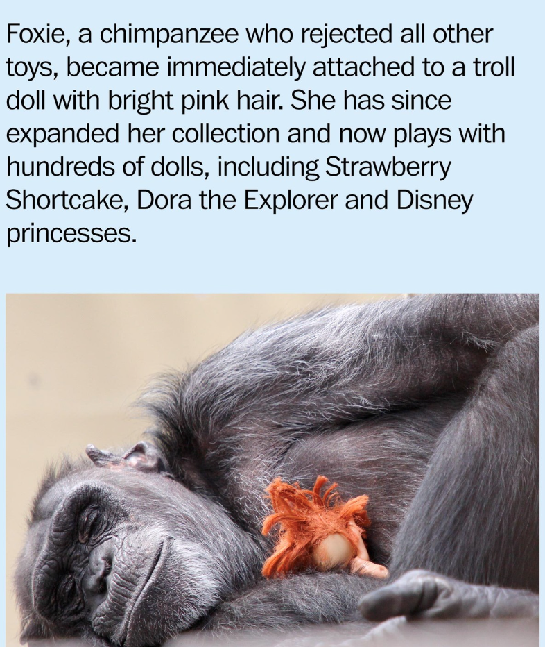 Foxie, a chimpanzee who rejected all other toys, became immediately attached to a troll doll with bright pink hair. She has since expanded her collection and now plays with hundreds of dolls, including Strawberry Shortcake, Dora the Explorer and Disney princesses.