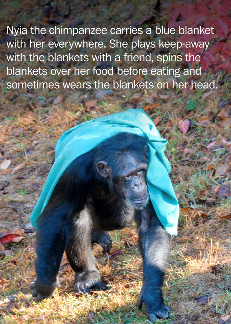 Nyia the chimpanzee carries a blue blanket with her everywhere. She plays keep-away with the blankets with a friend, spins the blankets over her food before eating and sometimes wears the blankets on her head.