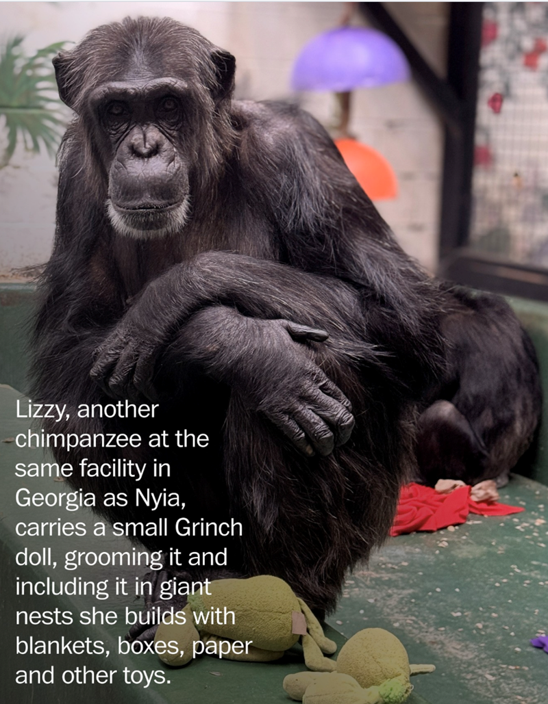 Lizzy, another chimpanzee at the same facility in Georgia as Nyia, carries a small Grinch doll, grooming it and including it in giant nests she builds with blankets, boxes, paper and other toys.