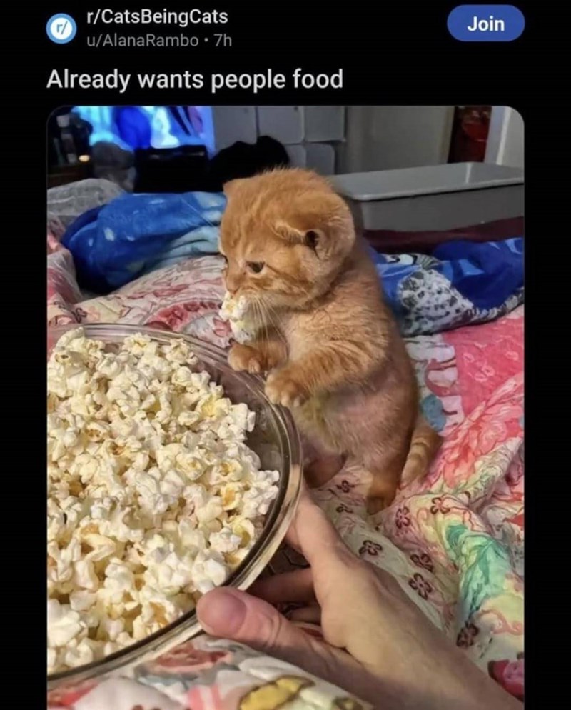 r/CatsBeingCats u/AlanaRambo ⚫ 7h Already wants people food Join 3935