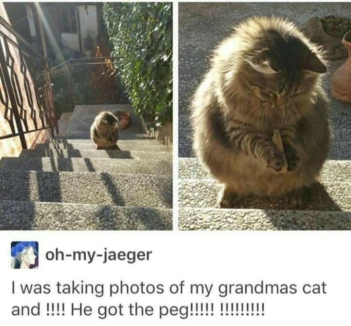 ☑ oh-my-jaeger I was taking photos of my grandmas cat and !!!! He got the peg!!!!!!!!!!!!!!!