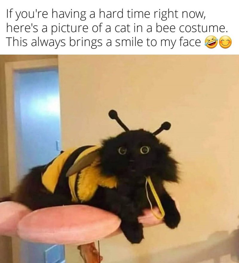 If you're having a hard time right now, here's a picture of a cat in a bee costume. This always brings a smile to my face