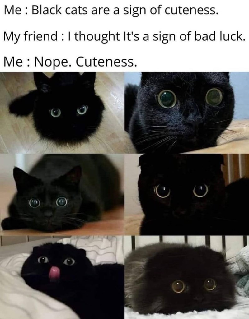 Me: Black cats are a sign of cuteness. My friend I thought It's a sign of bad luck. Me Nope. Cuteness.