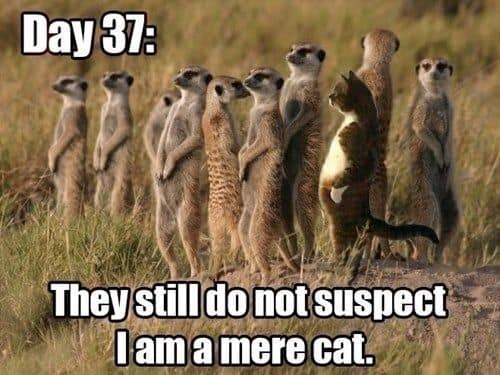 Day 37: They still do not suspect Iama mere cat.