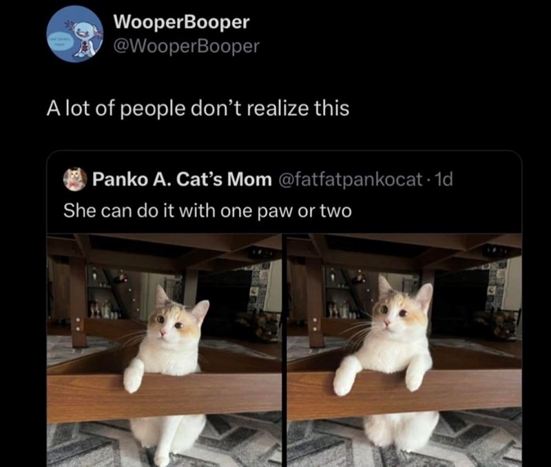 WooperBooper @WooperBooper A lot of people don't realize this Panko A. Cat's Mom @fatfatpankocat. 1d She can do it with one paw or two